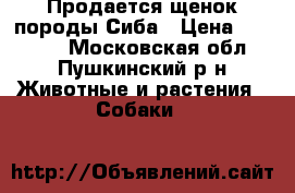 Продается щенок,породы Сиба › Цена ­ 25 000 - Московская обл., Пушкинский р-н Животные и растения » Собаки   